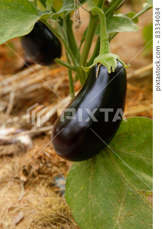 On a branch in the greenhouse hangs a purple eggplant .Texture or background On a branch in the greenhouse hangs a purple eggplant .Texture or background 83334084