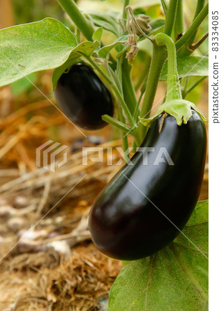 A ripe purple eggplant weighs on a branch close-up .Texture or background 83334085