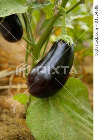 Purple eggplant on a branch closeup .Texture or background Purple eggplant on a branch closeup .Texture or background 83334086