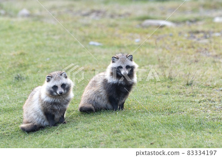 Raccoon dog Raccoon dog 83334197