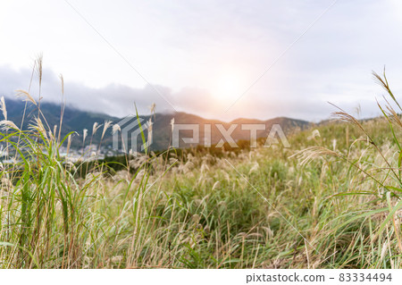 Japanese pampas grass field Hakone Sengokuhara 83334494