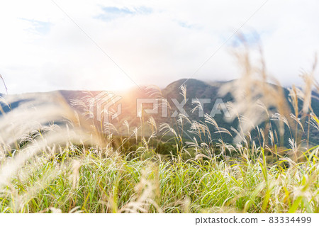 Japanese pampas grass field Hakone Sengokuhara 83334499