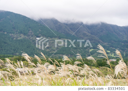Japanese pampas grass field Hakone Sengokuhara 83334501
