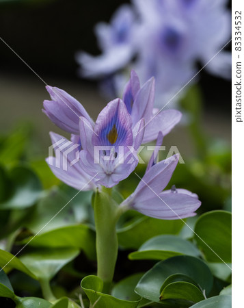 藍色紫羅蘭色鳳眼蘭 藍色紫羅蘭色鳳眼蘭 83334532