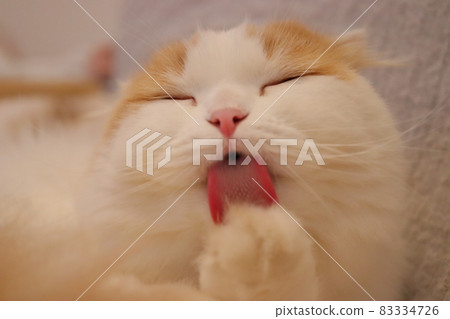 Hairy cat, cat tongue Hairy cat, cat tongue 83334726