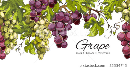 Banner background with hand drawn grape bunches, sketch vector illustration. 83334743