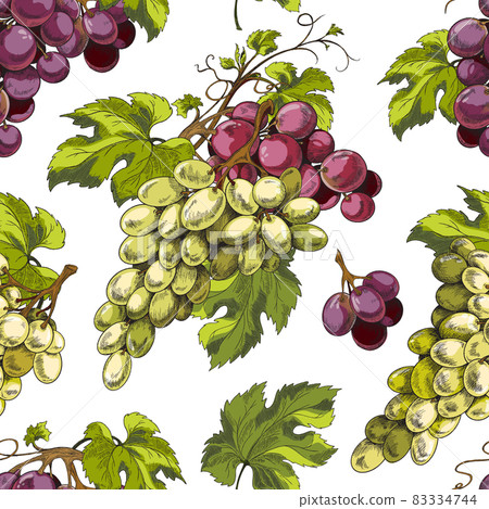 Seamless pattern with bunches of grapes engraving colored vector illustration. Seamless pattern with bunches of grapes engraving colored vector illustration. 83334744