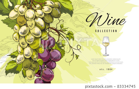 Wine banner or label with bunch of grape hand drawn vector illustration. Wine banner or label with bunch of grape hand drawn vector illustration. 83334745