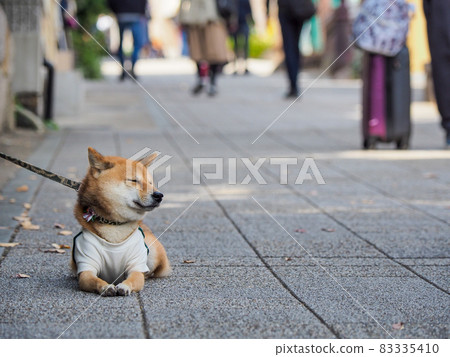 Visit Kobe Kitano Ijinkan 83335410