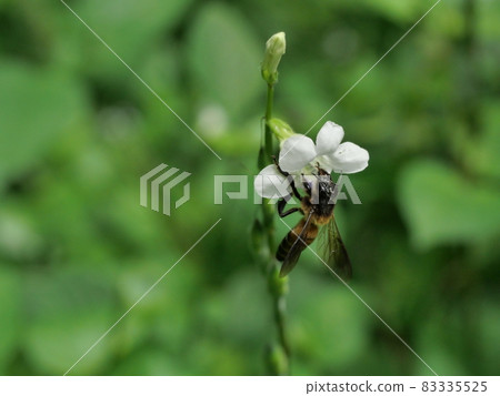 Giant honey bee seeking nectar on white Chinese violet or coromandel or creeping foxglove ( Asystasia gangetica ) blossom in field with natural green background 83335525