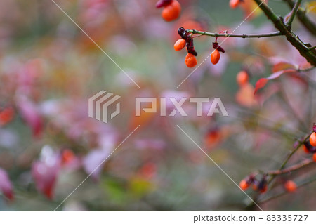 Euonymus with prominent red fruits in autumn 83335727
