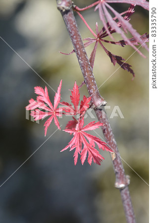 Japanese Maple Ever Red Japanese Maple Ever Red 83335790