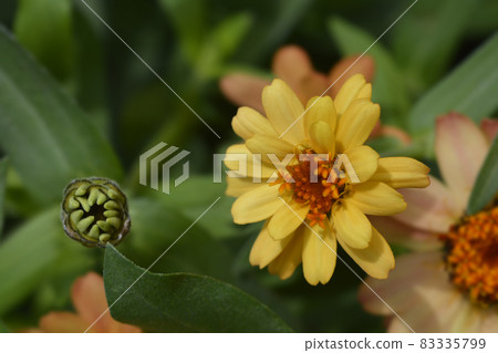 Common zinnia 83335799