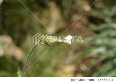 Unusual campion 83335805