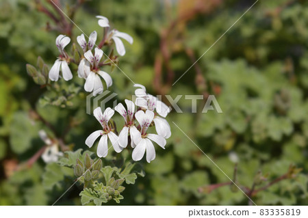 Apple scented geranium 83335819