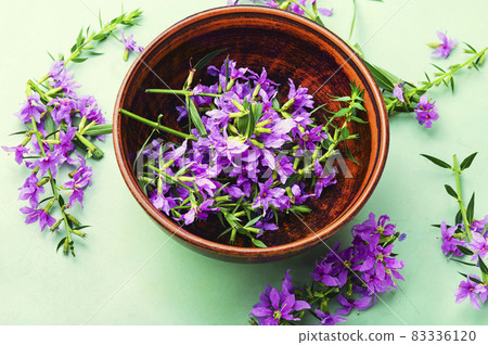 Healthful blooming sally Healthful blooming sally 83336120