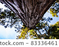 Towering tree 83336461