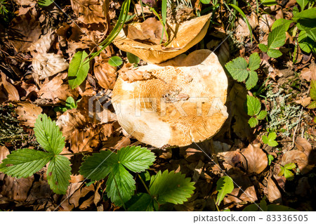 Mushroom closeup view in a forest Mushroom closeup view in a forest 83336505