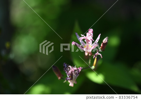 Flowering of Tricyrtis formosus 83336754