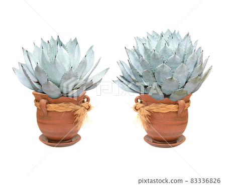 Tropical plant Agava Potatorum in clay pot Tropical plant Agava Potatorum in clay pot 83336826