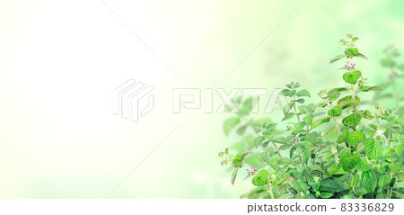 Horizontal banner with green peppermint leaves 83336829