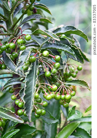 一萬個年輕的果實 83337005