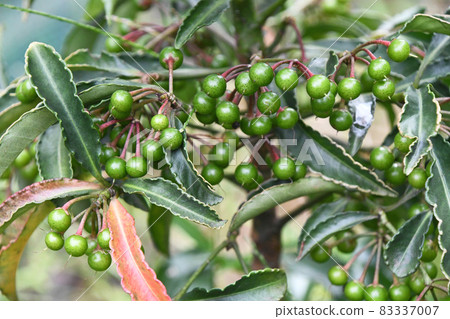 Ten thousand young fruits Ten thousand young fruits 83337007