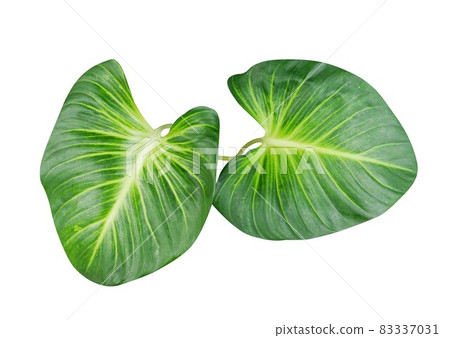 Tropical green leaves on white background. Tropical green leaves on white background. 83337031
