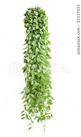 Hanging indoor houseplant for garden and home decoration Hanging indoor houseplant for garden and home decoration 83337033