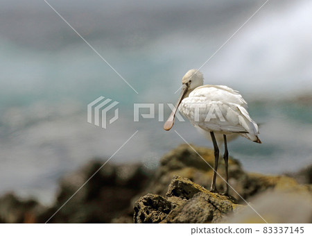 Spoonbill_20140517_1010 Spoonbill_20140517_1010 83337145