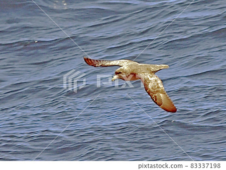 北方福爾馬_20060724_8515 北方福爾馬_20060724_8515 83337198