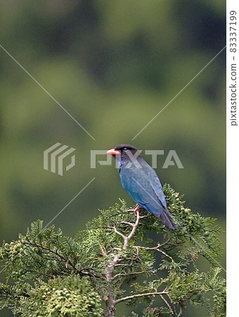 美元鳥_20050528_7052 83337199