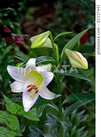 Lily flower Lily flower 83337441