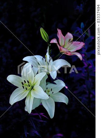 百合花 百合花 83337494