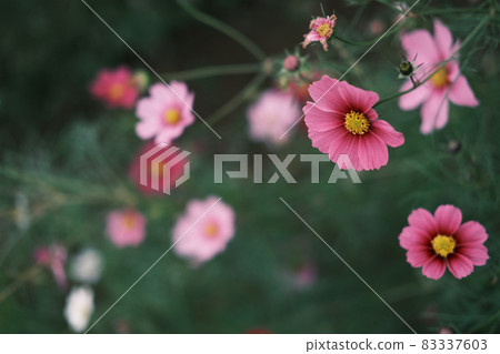 (花遊)淺紅波斯菊:下緣 (花遊)淺紅波斯菊:下緣 83337603
