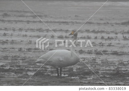 Swan in the morning mackerel Swan in the morning mackerel 83338019