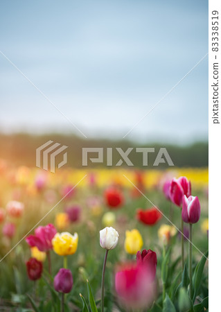 beautiful multicolored vivid blossoms of flowers on Netherlands tulip fest 83338519