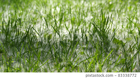 Spring and allergy-background of green grass in the poplar fluff 83338772