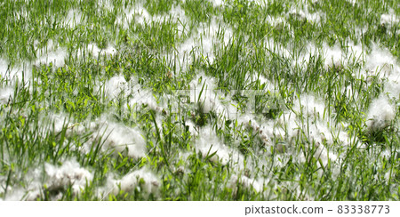Spring and allergy-background of green grass in the poplar fluff 83338773