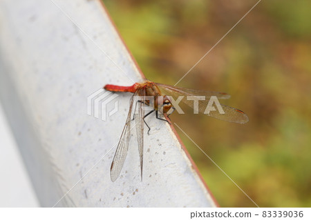 秋天棲息在日本公路護欄上的紅蜻蜓 83339036