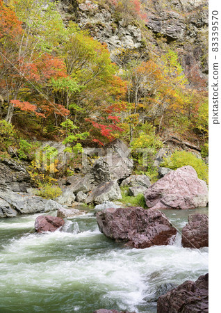 Autumn leaves of Akaiwa Aoikyo Gorge in full bloom (Shimukappu, Hokkaido) Autumn leaves of Akaiwa Aoikyo Gorge in full bloom (Shimukappu, Hokkaido) 83339570