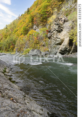 赤岩青峽的紅葉盛開（北海道Shimukappu） 83339575