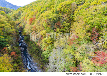Urabandai "Nakatsugawa Valley" during the fall foliage season Scenery from Nakatsugawa Bridge Kitashiobara Village, Fukushima Prefecture Urabandai "Nakatsugawa Valley" during the fall foliage season Scenery from Nakatsugawa Bridge Kitashiobara Village, Fukushima Prefecture 83339976