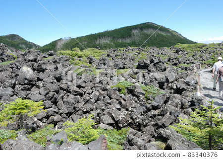 北八岳坪自然公園的熔岩高原和條紋枯萎現象 83340376