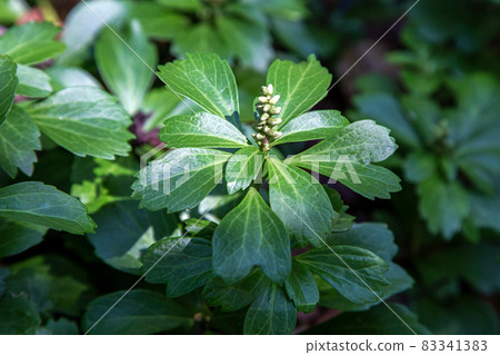 具有即將開花的花序的厚實 [Fukikusa] 83341383