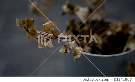 Withered ivy in a potted plant Withered ivy in a potted plant 83341907