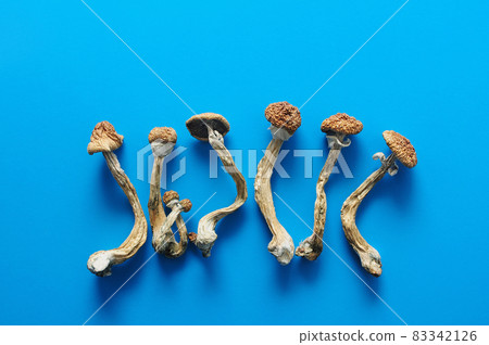 Dry psilocybin mushrooms on bright blue background. Psychedelic magic mushroom Golden Teacher. 83342126