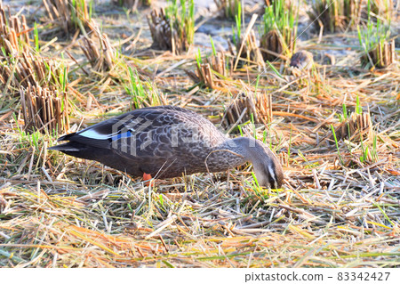 The duck picking up the fallen ears 83342427