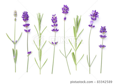 Set Of Lavender Flowers And Leaves Isolated Set Of Lavender Flowers And Leaves Isolated 83342589