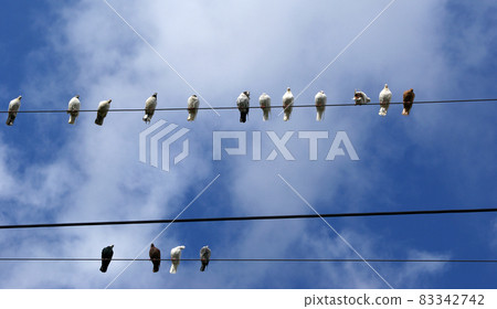 Birds (pigeons) on the electrical wires 83342742